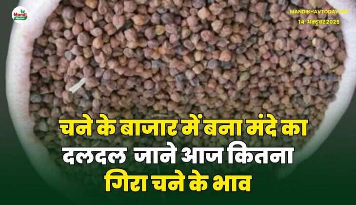 चने के बाजार में बना मंदे का दलदल | जाने आज कितना गिरा चने के भाव
