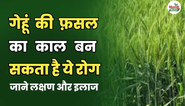 गेहूं की फ़सल का काल बन सकता है यह रोग | जानें लक्षण और इलाज।