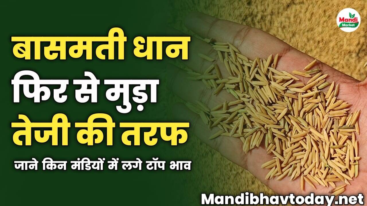 बासमती धान फिर से मुड़ा तेजी की तरफ | जाने किन मंडियों में लगे टॉप भाव