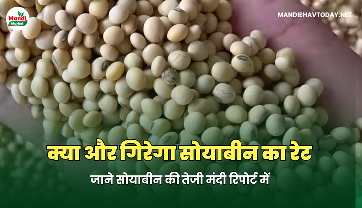 कब रुकेगी सोयाबीन के भाव में गिरावट | जाने इस रिपोर्ट में 