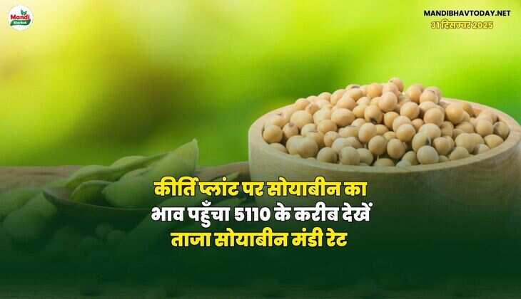 कीर्ति प्लांट पर सोयाबीन का भाव पहुँचा 5110 के करीब | देखें ताजा सोयाबीन मंडी रेट