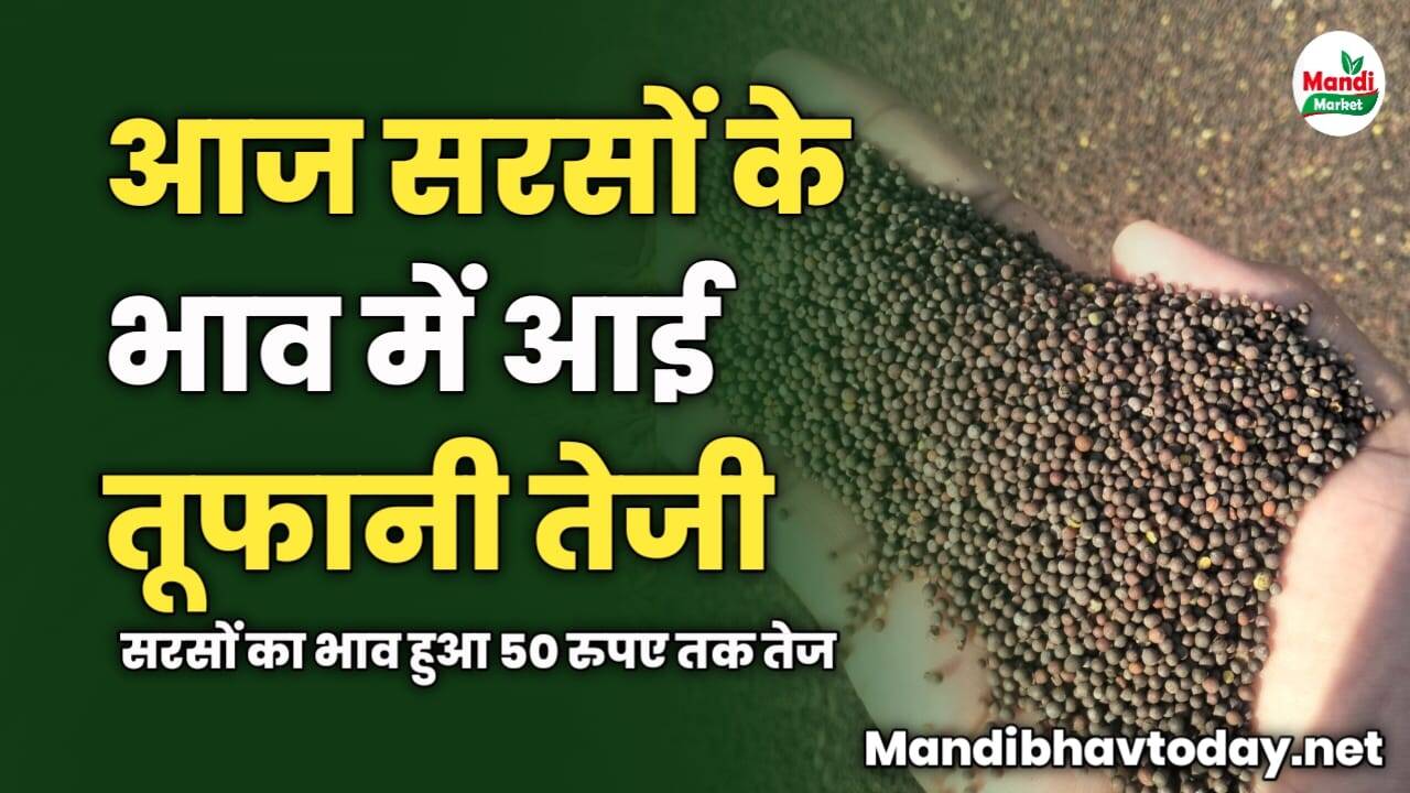 आज सरसों के भाव में आई तूफानी तेजी | सरसों का भाव हुआ 50 रुपए तक तेज