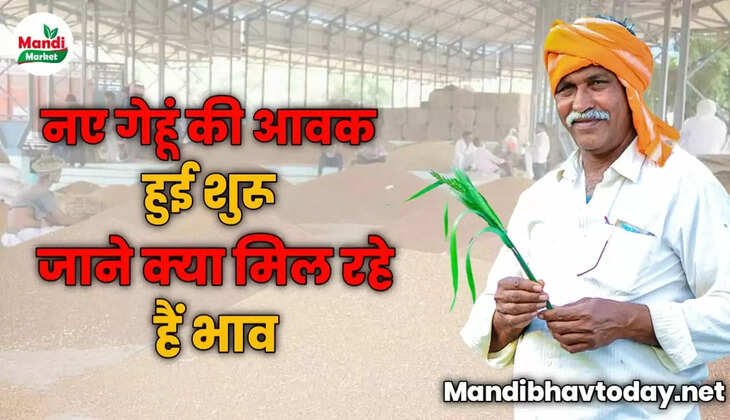नए गेहूं की आवक हुई शुरू | जाने क्या मिल रहे हैं भाव 