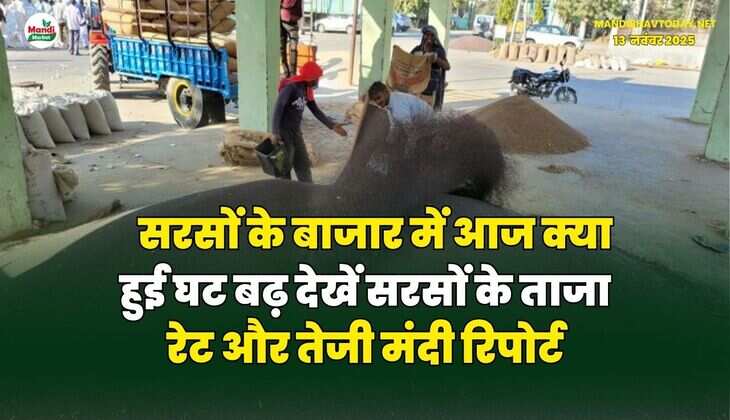 सरसों के बाजार में आज क्या हुई घट बढ़ | देखें सरसों के ताजा रेट और तेजी मंदी रिपोर्ट