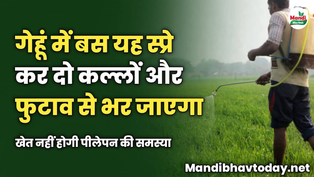 गेहूं में बस यह स्प्रे कर दो | कल्लों और फुटाव से भर जाएगा खेत नहीं होगी पीलेपन की समस्या