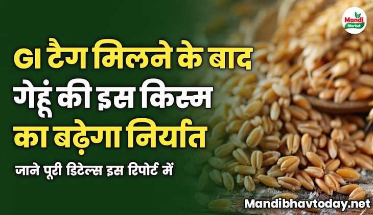 GI टैग मिलने के बाद गेहूं की इस किस्म का बढ़ेगा निर्यात | जाने पूरी डिटेल्स इस रिपोर्ट में 