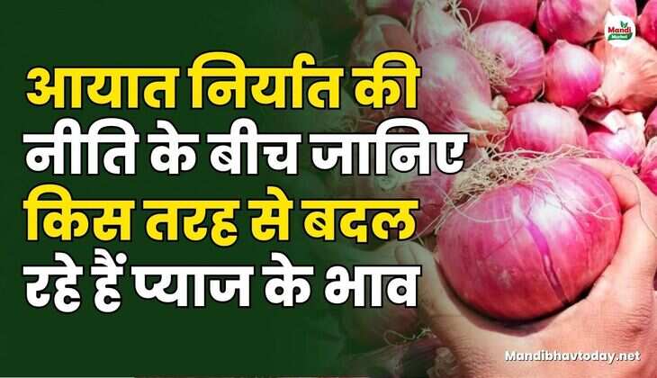 आयात निर्यात की नीति के बीच जानिए किस तरह से बदल रहे हैं प्याज के भाव