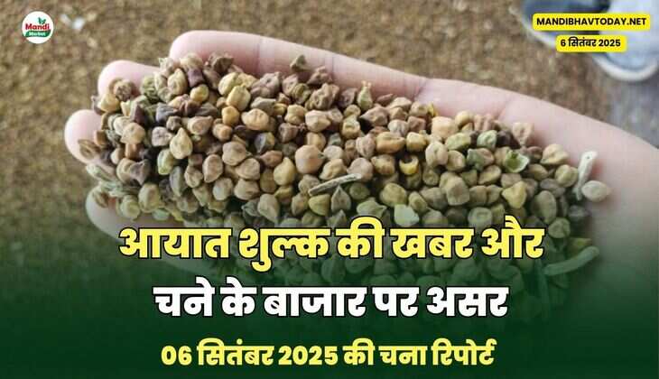 आयात शुल्क की खबर और चने के बाजार पर असर