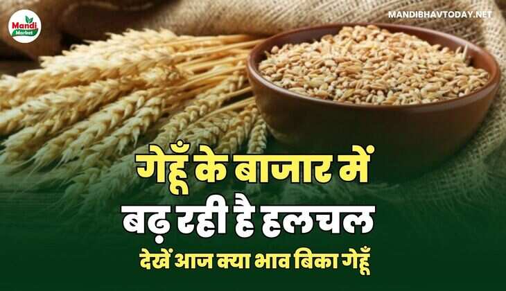 गेहूँ के बाजार में बढ़ रही है हलचल | देखें आज क्या भाव बिका गेहूँ