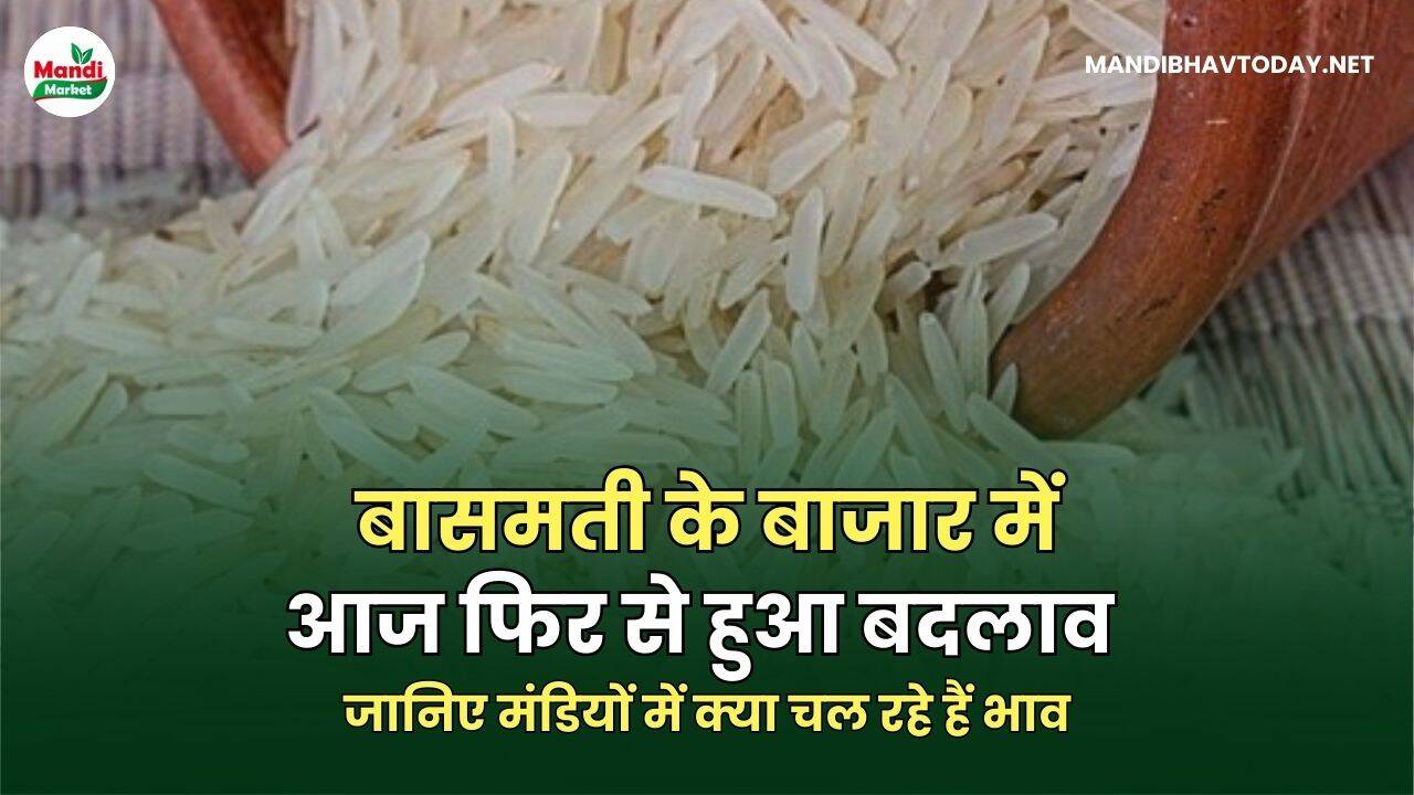 बासमती के बाजार में आज फिर से हुआ बदलाव | जानिए मंडियों में क्या चल रहे हैं भाव