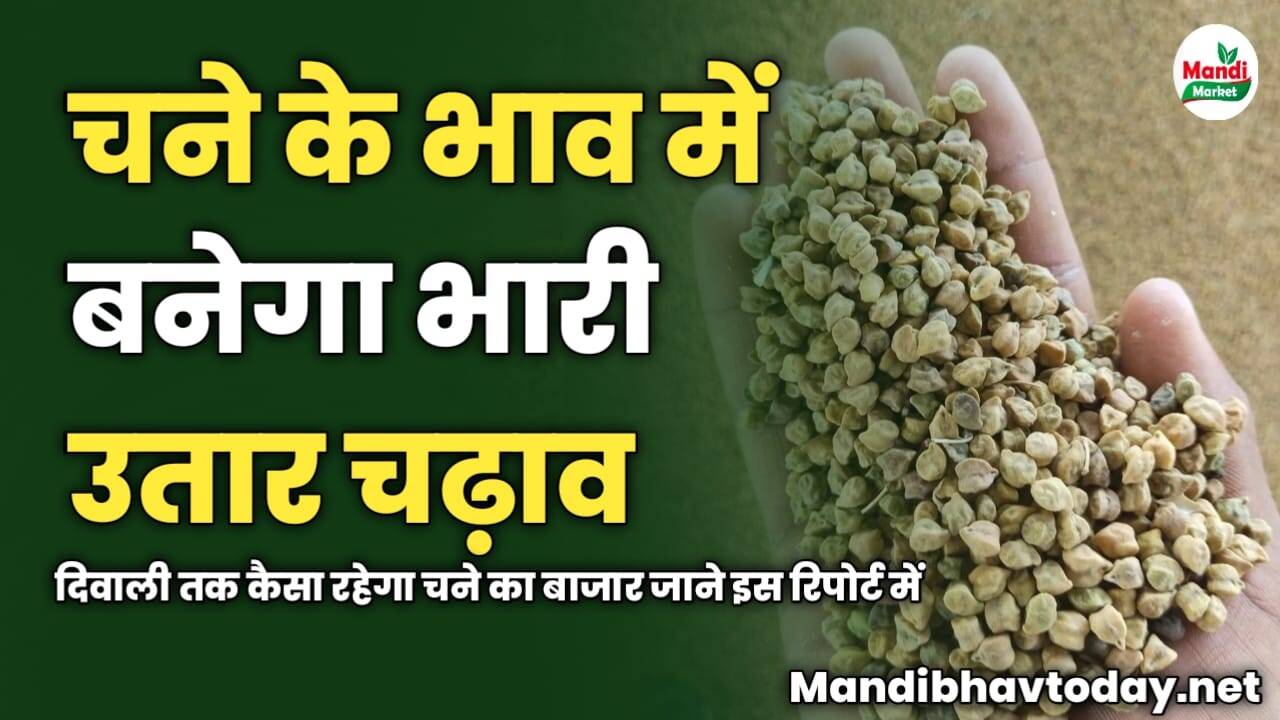 चने के भाव में बनेगा भारी उतार चढ़ाव | दिवाली तक कैसा रहेगा चने का बाजार जाने इस रिपोर्ट में