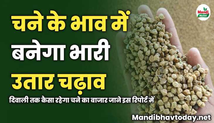 चने के भाव में बनेगा भारी उतार चढ़ाव | दिवाली तक कैसा रहेगा चने का बाजार जाने इस रिपोर्ट में