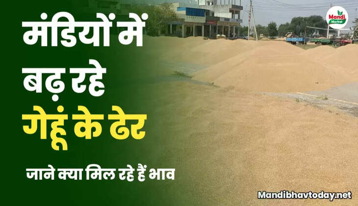 मंडियों में लगने लगे हैं गेहूं के ढेर | जाने क्या मिल रहे हैं रेट wheat kanak gehu Live Rate Today 10 april 2023 
