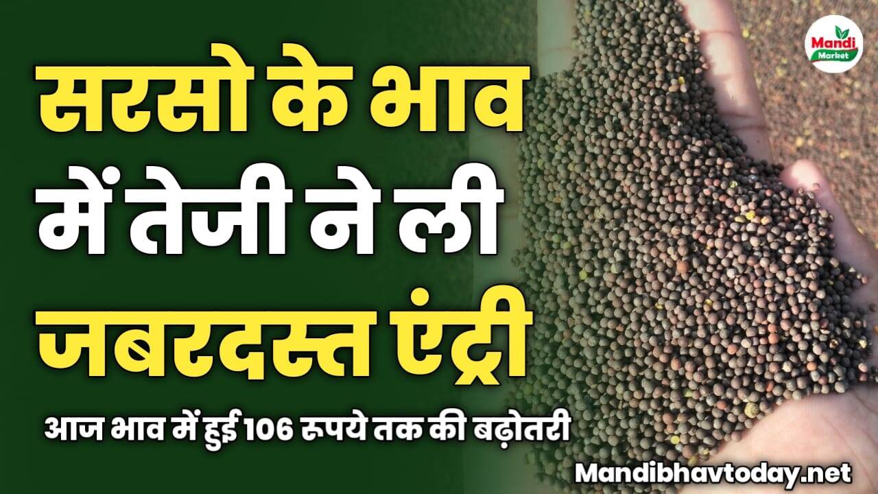 सरसो के भाव में तेजी ने ली जबरदस्त एंट्री | आज भाव में हुई 106 रूपये तक की बढ़ोतरी