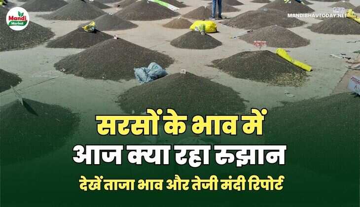सरसों के भाव में आज क्या रहा रुझान | देखें ताजा भाव और तेजी मंदी रिपोर्ट
