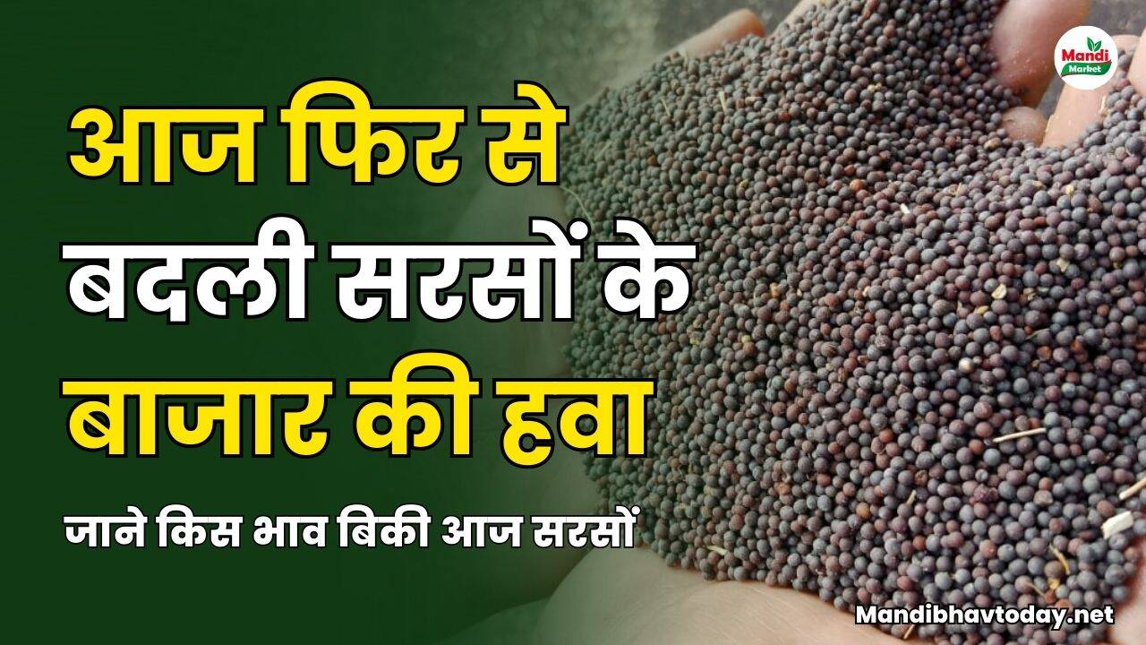जाने किस भाव बिकी आज सरसों