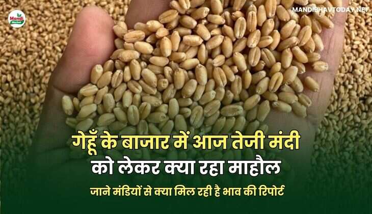 गेहूँ के बाजार में आज तेजी मंदी को लेकर क्या रहा माहौल | जाने मंडियों से क्या मिल रही है भाव की रिपोर्ट