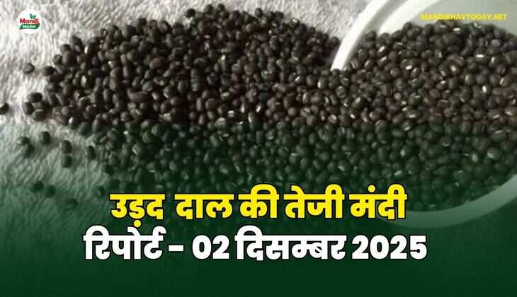उड़द दाल की तेजी मंदी रिपोर्ट  - 02 दिसम्बर 2025