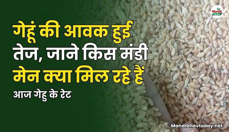 गेहु के रेट