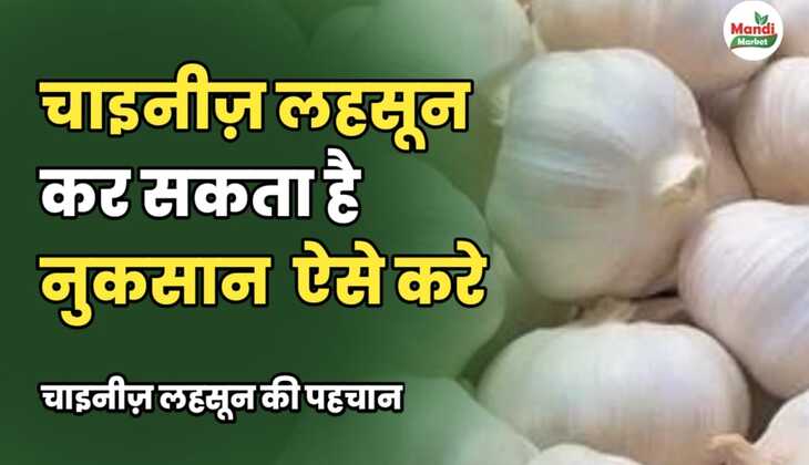 चाइनीज़ लहसून कर सकता है नुकसान | ऐसे करें चाइनीज़ लहसून की पहचान