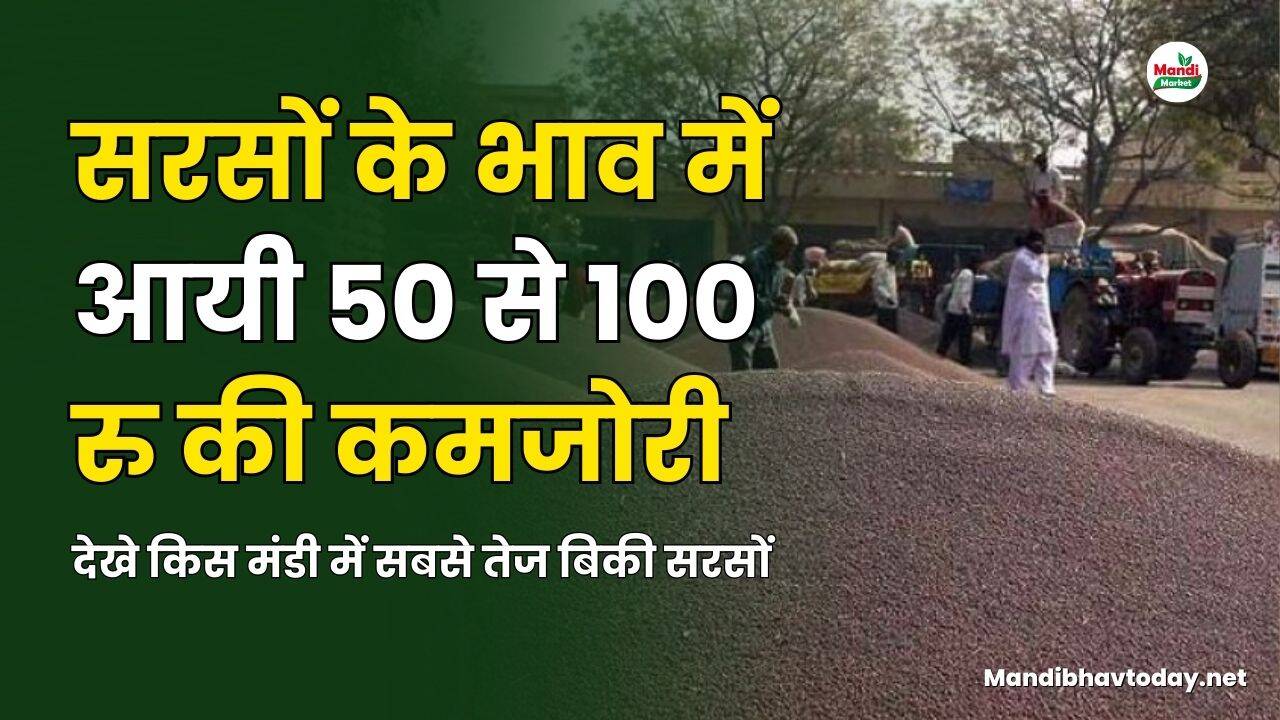 सरसों के भाव में आयी 50 से 100 की कमजोरी | देखने किस मंडी में सबसे तेज बिकी सरसों