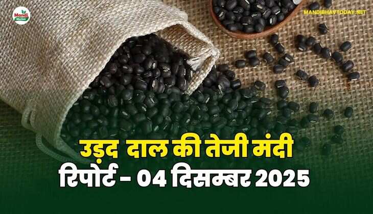  उड़द दाल की तेजी मंदी रिपोर्ट  - 04 दिसम्बर 2025