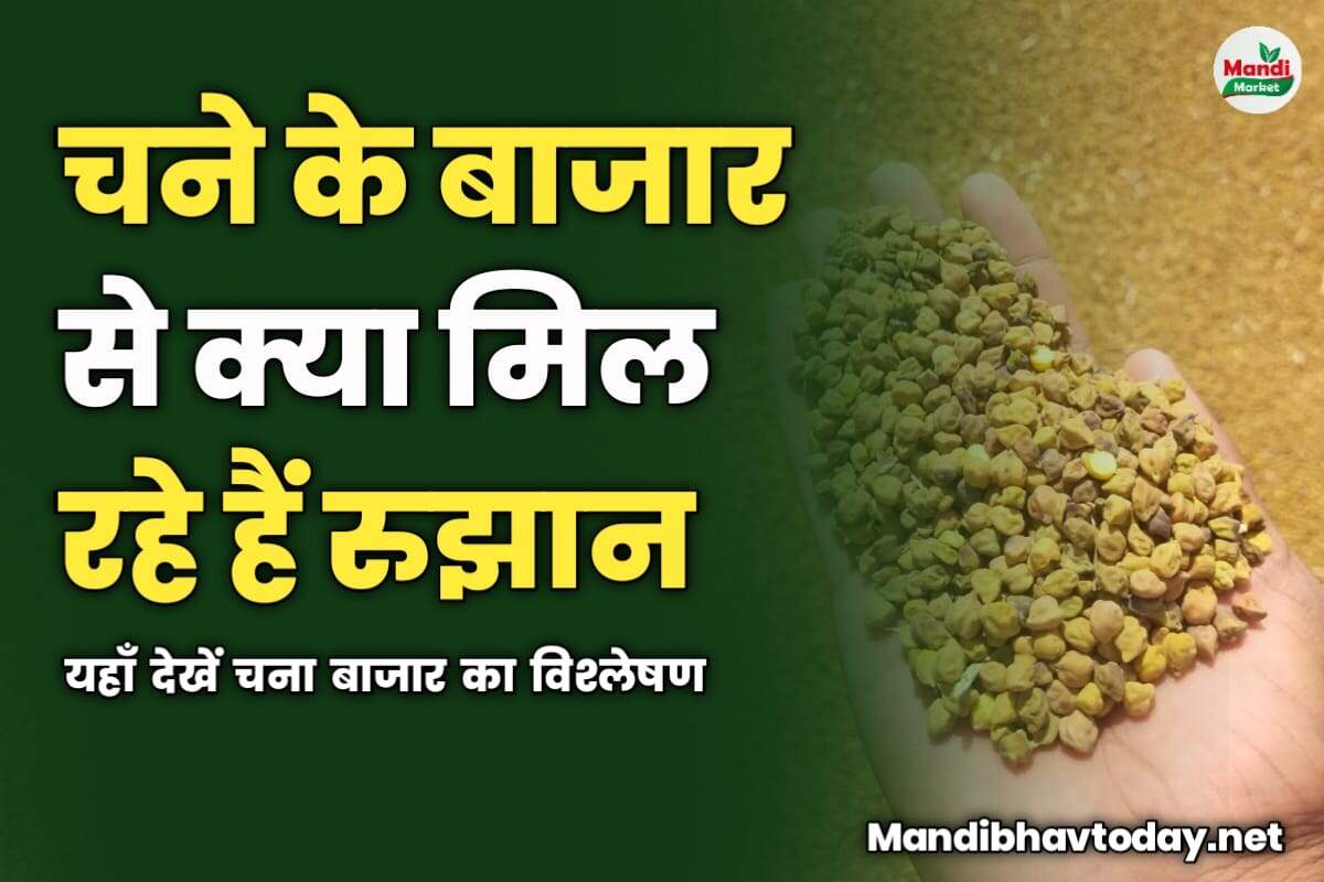 चने के बाजार से क्या मिल रहे हैं रुझान | यहाँ देखें चना बाजार का विश्लेषण | 04 अप्रैल 2025