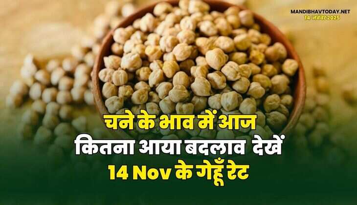 चने के भाव में आज कितना आया बदलाव | देखें 14 Nov के गेहूँ रेट