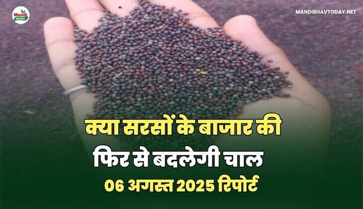  क्या सरसों के बाजार की फिर से बदलेगी चाल | 6 अगस्त 2025 रिपोर्ट 