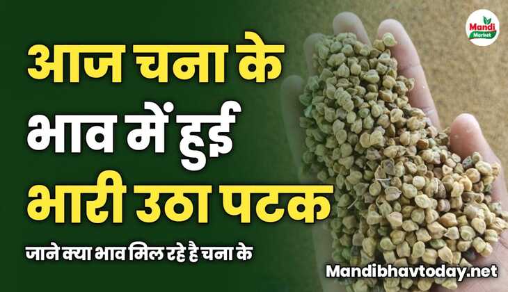 आज चना के भाव में हुई भारी उठा पटक | जाने क्या भाव मिल रहे है चना के 