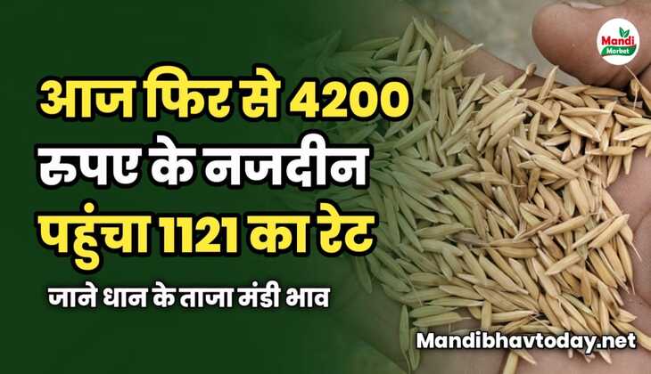 फिर से 4200 के नजदीन पहुंचा 1121 का रेट | जाने धान के ताजा मंडी भाव