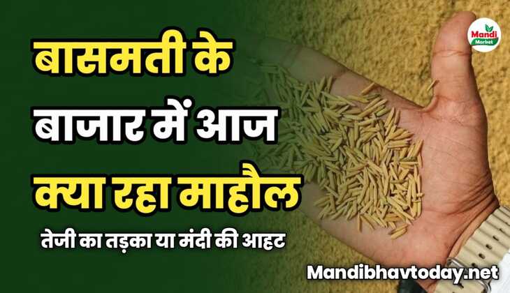 बासमती के बाजार में आज क्या रहा माहौल | तेजी का तड़का या मंदी की आहट | देखें रिपोर्ट