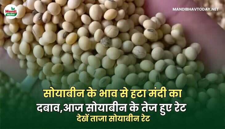  देखें ताजा सोयाबीन रेट