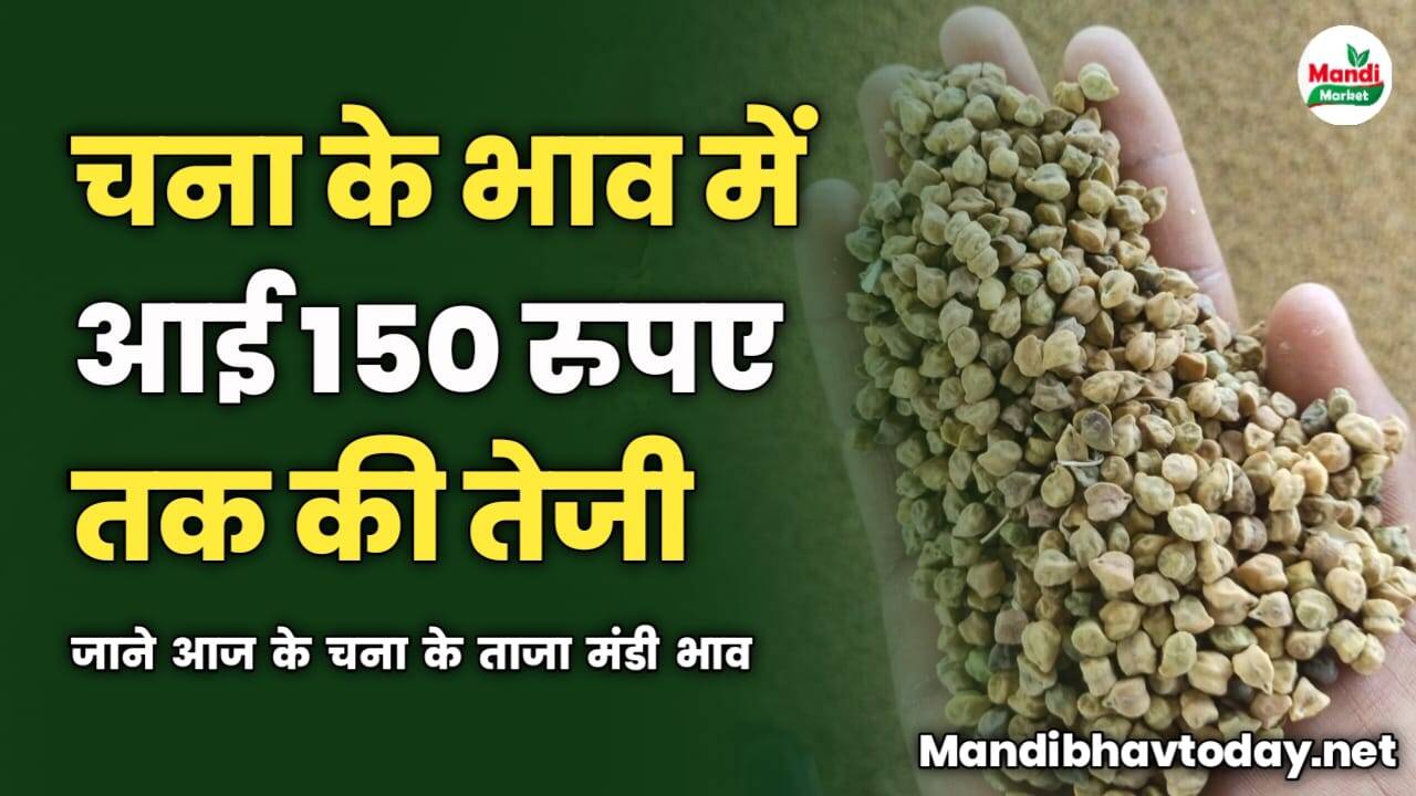 चना के भाव में आई 150 रुपए तक की तेजी | जाने आज के चना के ताजा मंडी भाव 