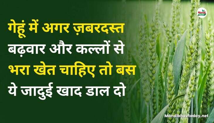 गेहूं में अगर ज़बरदस्त बढ़वार और कल्लों से भरा खेत चाहिए तो बस ये जादुई खाद डाल दो