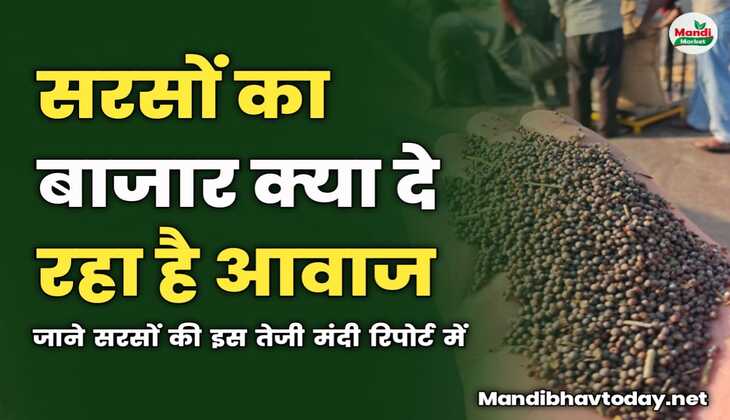 सरसों का बाजार क्या दे रहा है आवाज | जाने सरसों की इस तेजी मंदी रिपोर्ट में