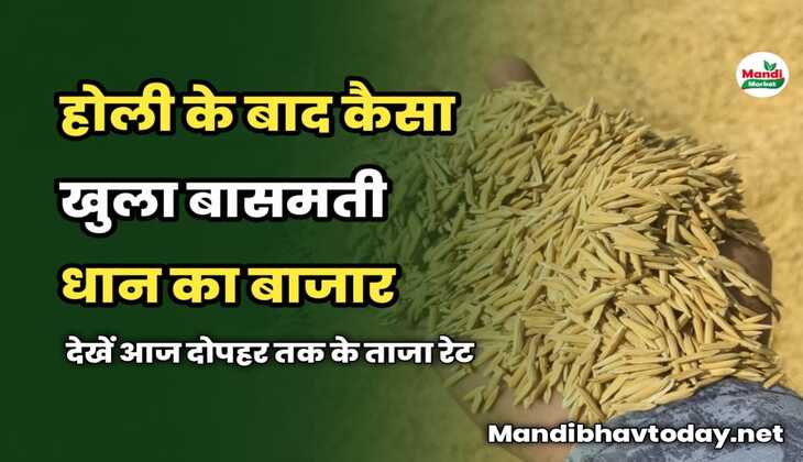 होली के बाद कैसा खुला बासमती धान का बाजार | देखें आज दोपहर तक के ताजा रेट