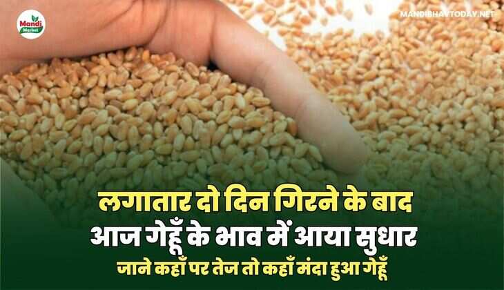 लगातार दो दिन गिरने के बाद आज गेहूँ के भाव में आया सुधार | जाने कहाँ पर तेज तो कहाँ&nbsp;मंदा&nbsp;हुआ&nbsp;गेहूँ