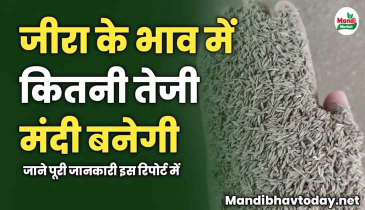 जीरा के भाव में कितनी तेजी मंदी बनेगी | जाने इस रिपोर्ट में