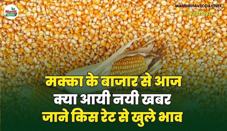 मक्का के बाजार से आज क्या आयी नयी खबर | जाने किस रेट से खुले भाव 