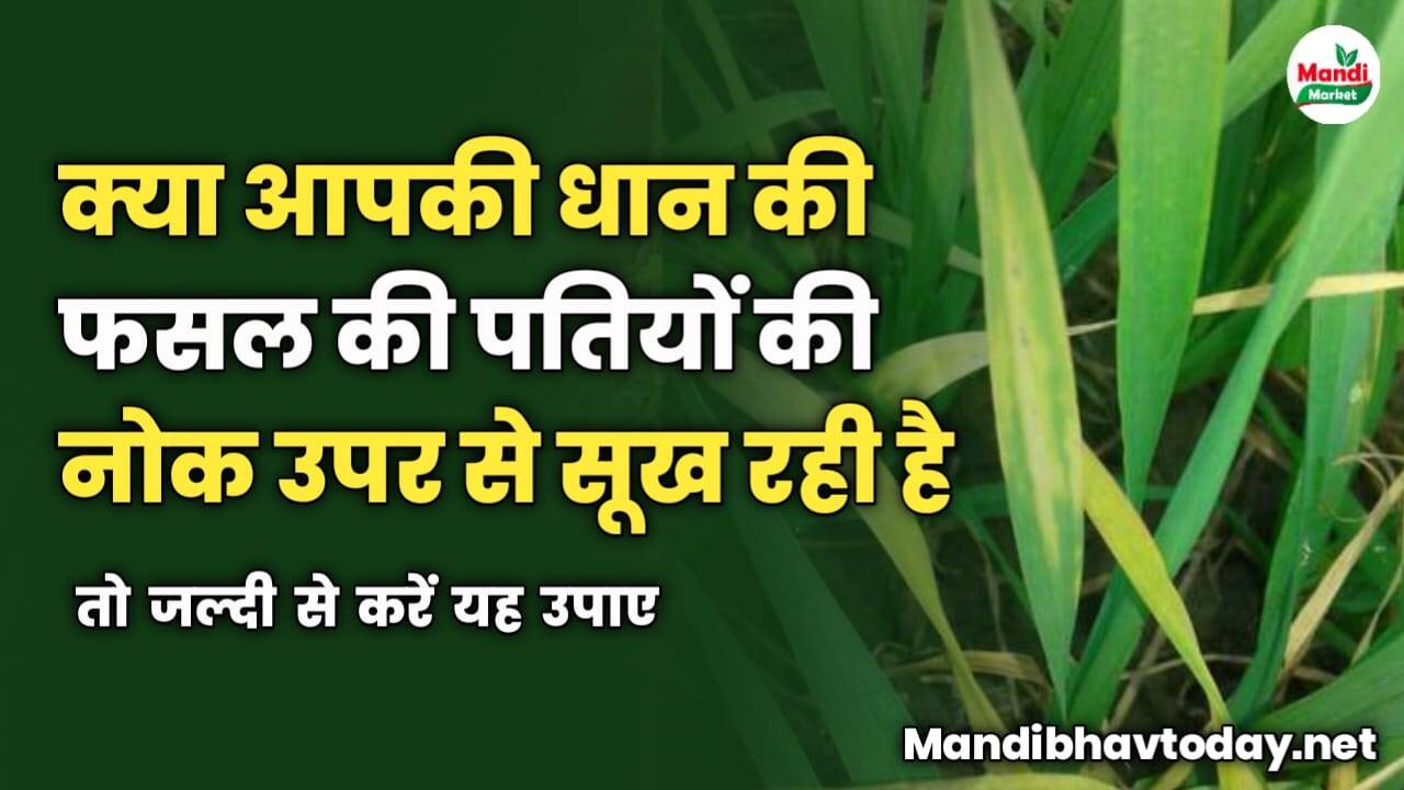 क्या आपकी धान की फसल की पतियों की नोक उपर से सूख रही है | तो जल्दी से करें यह उपाए