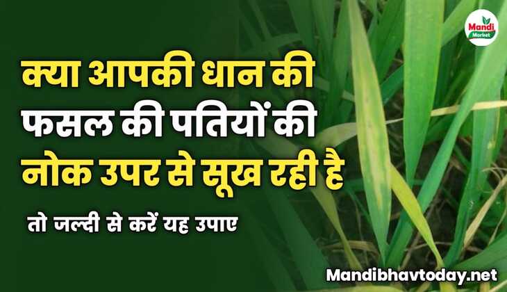 क्या आपकी धान की फसल की पतियों की नोक उपर से सूख रही है | तो जल्दी से करें यह उपाए 