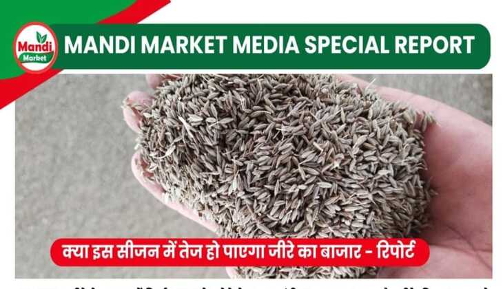 जीरा के बाजार में तेजी की कितनी आस | जाने रिपोर्ट में 