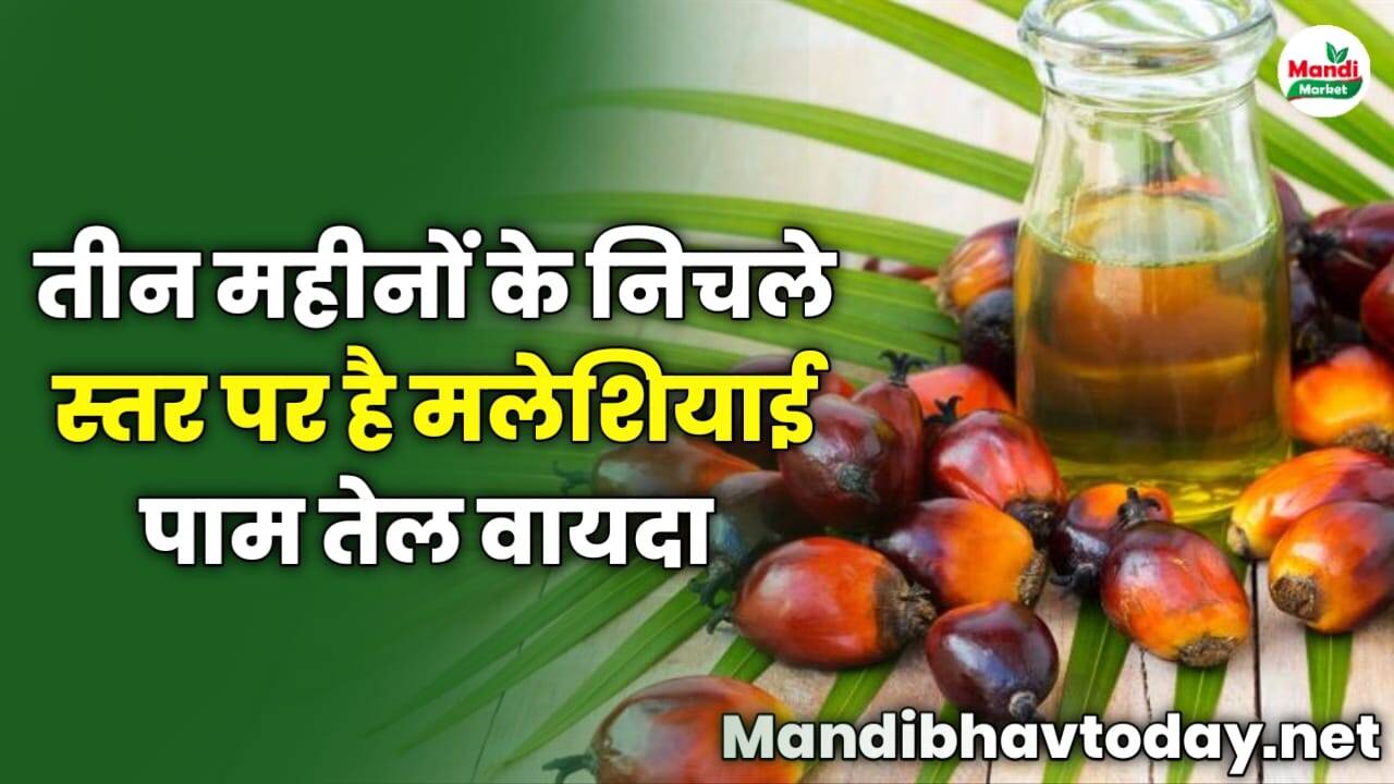 तीन महीनों के निचले स्तर पर है मलेशियाई पाम तेल वायदा | देख पूरी रिपोर्ट