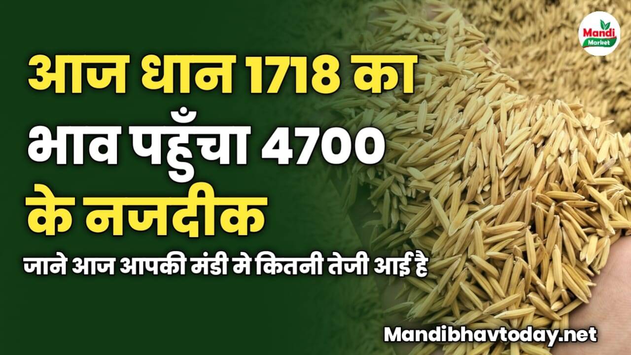 आज धान 1718 का भाव पहुँचा 4700 के नजदीक | जाने आज आपकी मंडी मे कितनी तेजी आई है