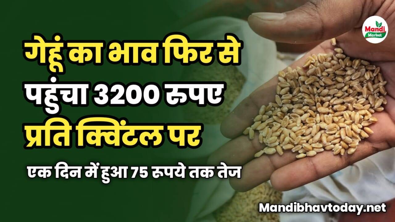 गेहूं का भाव फिर से पहुंचा 3200 रुपए प्रति क्विंटल पर | एक दिन में हुआ 75 रूपये तक तेज