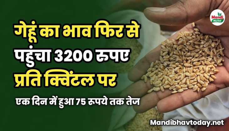 गेहूं का भाव फिर से पहुंचा 3200 रुपए प्रति क्विंटल पर | एक दिन में हुआ 75 रूपये तक तेज