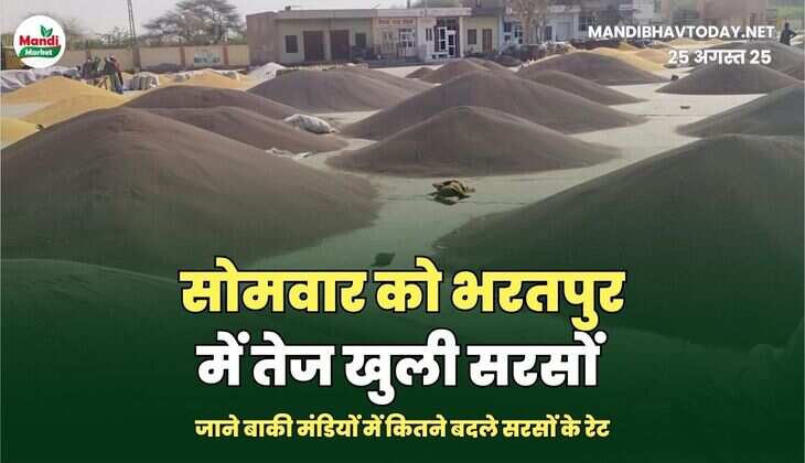 जाने बाकी मंडियों में कितने बदले सरसों के रेट