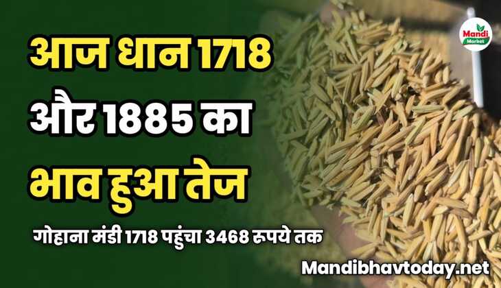 आज धान 1718 और 1885 का भाव हुआ तेज | गोहाना मंडी 1718 पहुंचा 3468 रूपये तक 