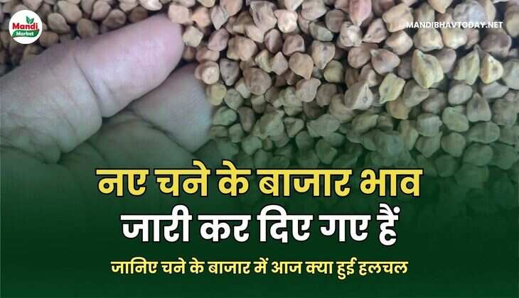 जानिए चने के बाजार में आज क्या हुई हलचल